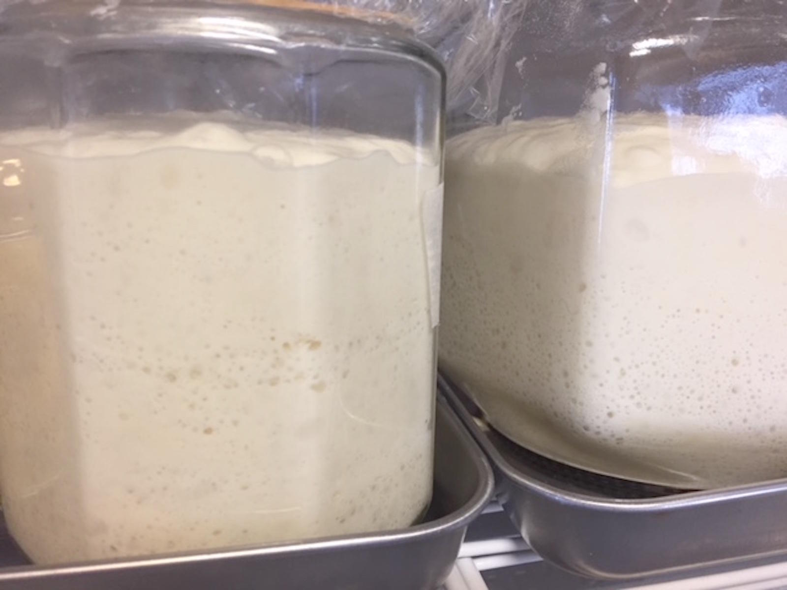 自家製酵母の元種で作ったパン ヒュギエイアの壺 さといのオアシス ここのえブログ